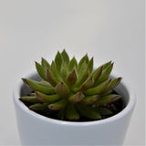 Echeveria Spruce Oliver - 6cm