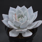 Echeveria strictiflora x laui