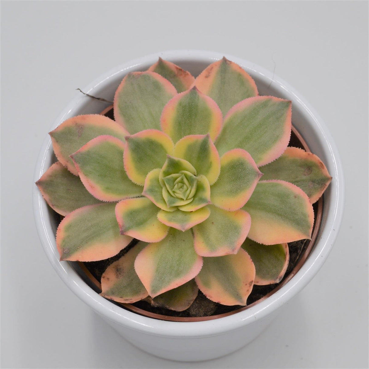 Aeonium Sunrise - 10,5cm