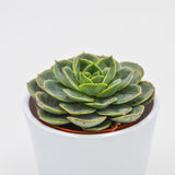 Echeveria Taco - 8,5cm