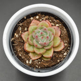 Echeveria Tiger Skin - 9cm