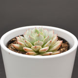 Echeveria Tippy - 6cm