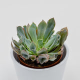 Echeveria Trumpet Pinky - 8,5cm