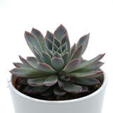 Echeveria Violet Queen - 10,5cm