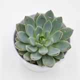 Echeveria Yummie - 8,5cm