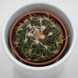 Echinofossulocactus multicostatus Rubra - 5,5cm