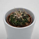 Echinofossulocactus multicostatus Rubra - 5,5cm