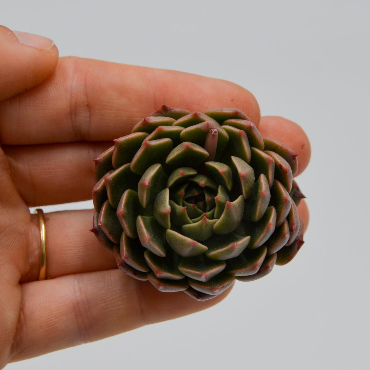 Echeveria Olivia