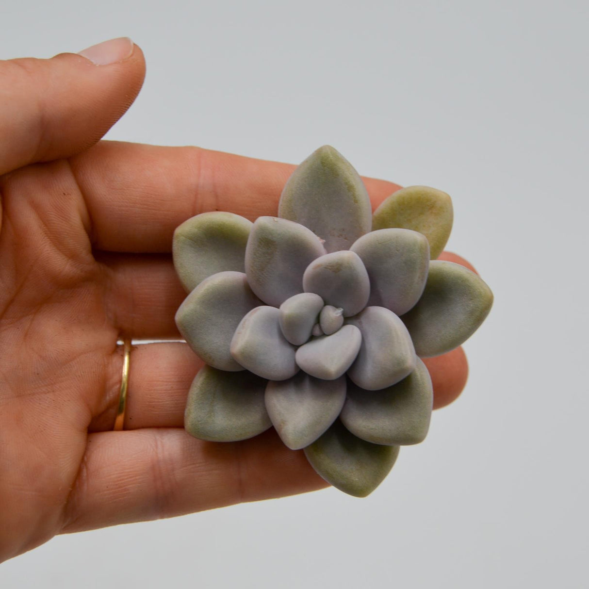Graptoveria Ellen
