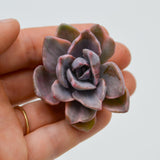 Graptoveria Mrs Richards f. variegata - 8,5cm