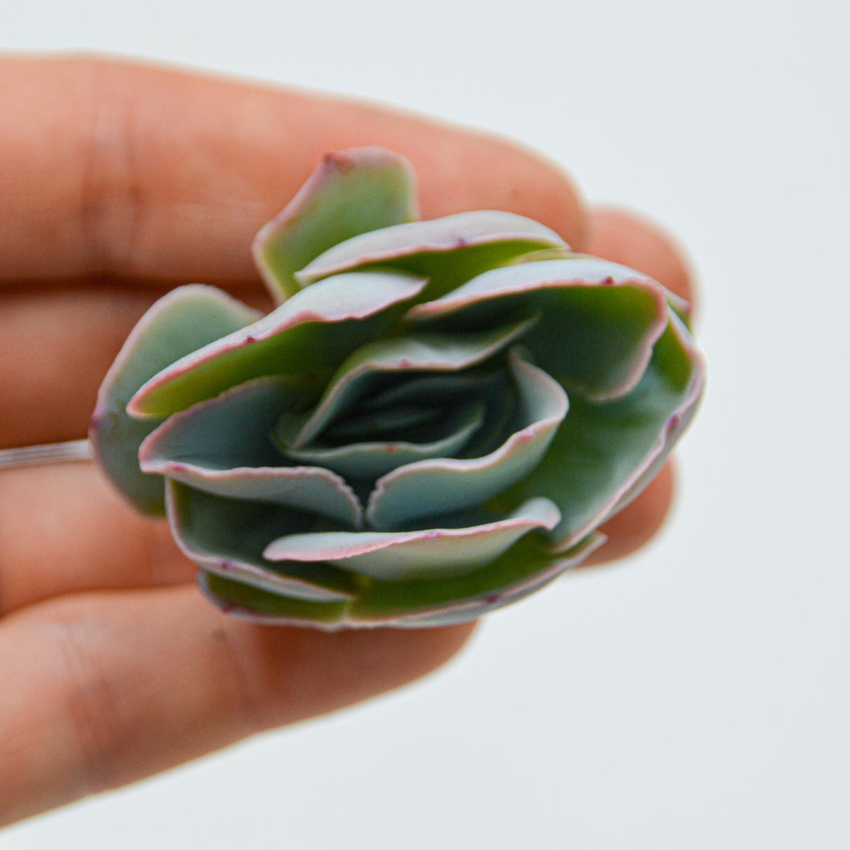 Echeveria