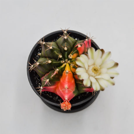 Gymnocalycium mihanovichii f. variegata - 8cm
