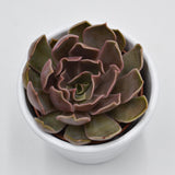 Echeveria Kisses - 6cm