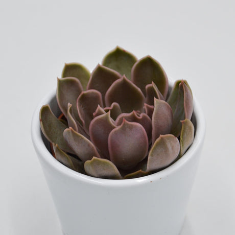 Echeveria Kisses - 6cm