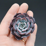 Echeveria cuspidata x halbingeri