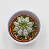Euphorbia horrida v. striata alba - 5,5cm