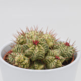 Euphorbia meloformis f. variegata - 10,5cm