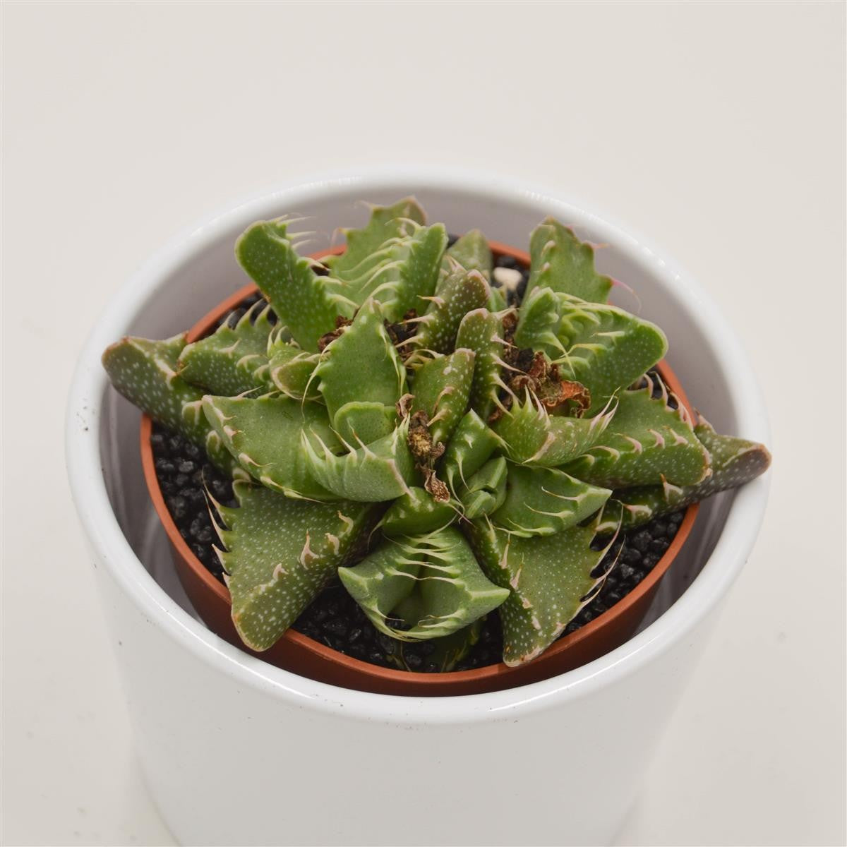 Faucaria  Monster - 8,5cm