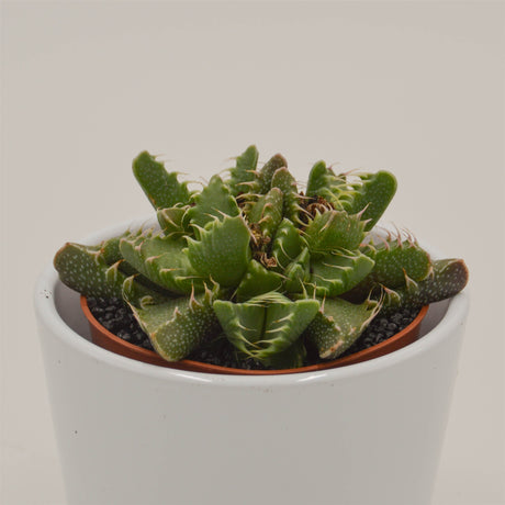 Faucaria  Monster - 8,5cm