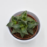Faucaria tigrina - 8,5cm