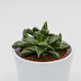 Faucaria tigrina - 8,5cm