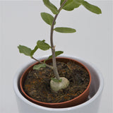 Fockea edulis - 8,5cm
