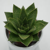 Gasteria Tiga - 8,5cm