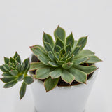 Graptopetalum Altair - 5,5cm