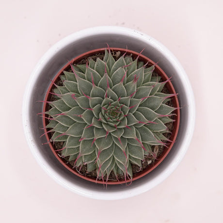 Graptopetalum filiferum - 8,5cm