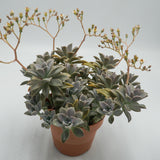 Graptopetalum paraguayense - 14cm