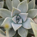 Graptopetalum paraguayense - 14cm