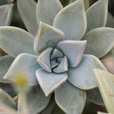 Graptopetalum paraguayense - 14cm