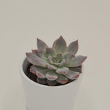x Graptoveria Milky Way - 6cm