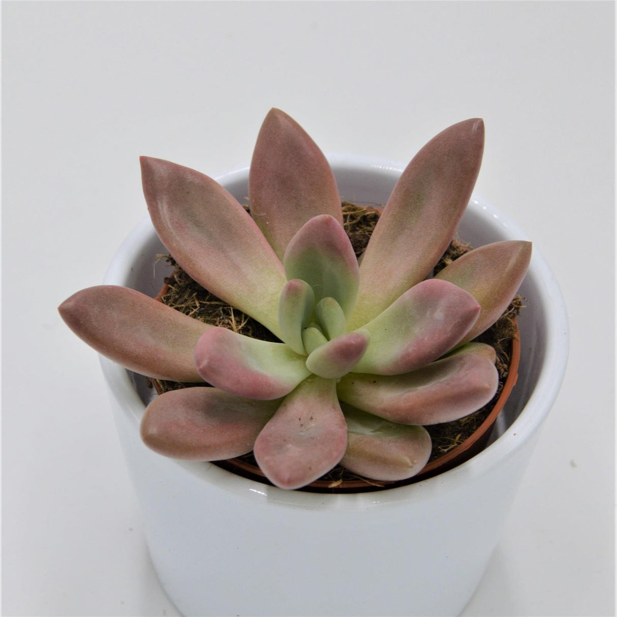x Graptoveria Pink Donna - 8,5cm