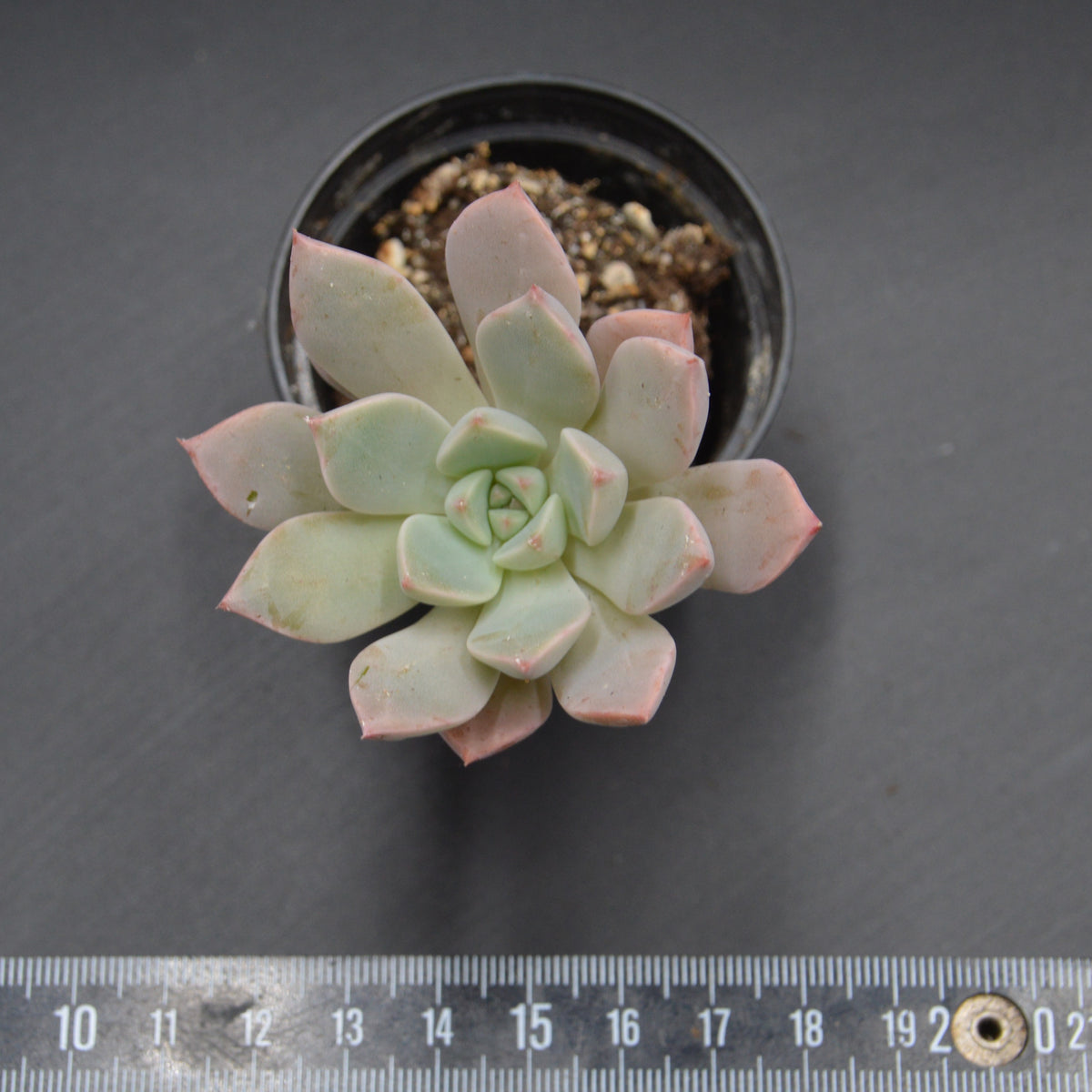 Graptoveria