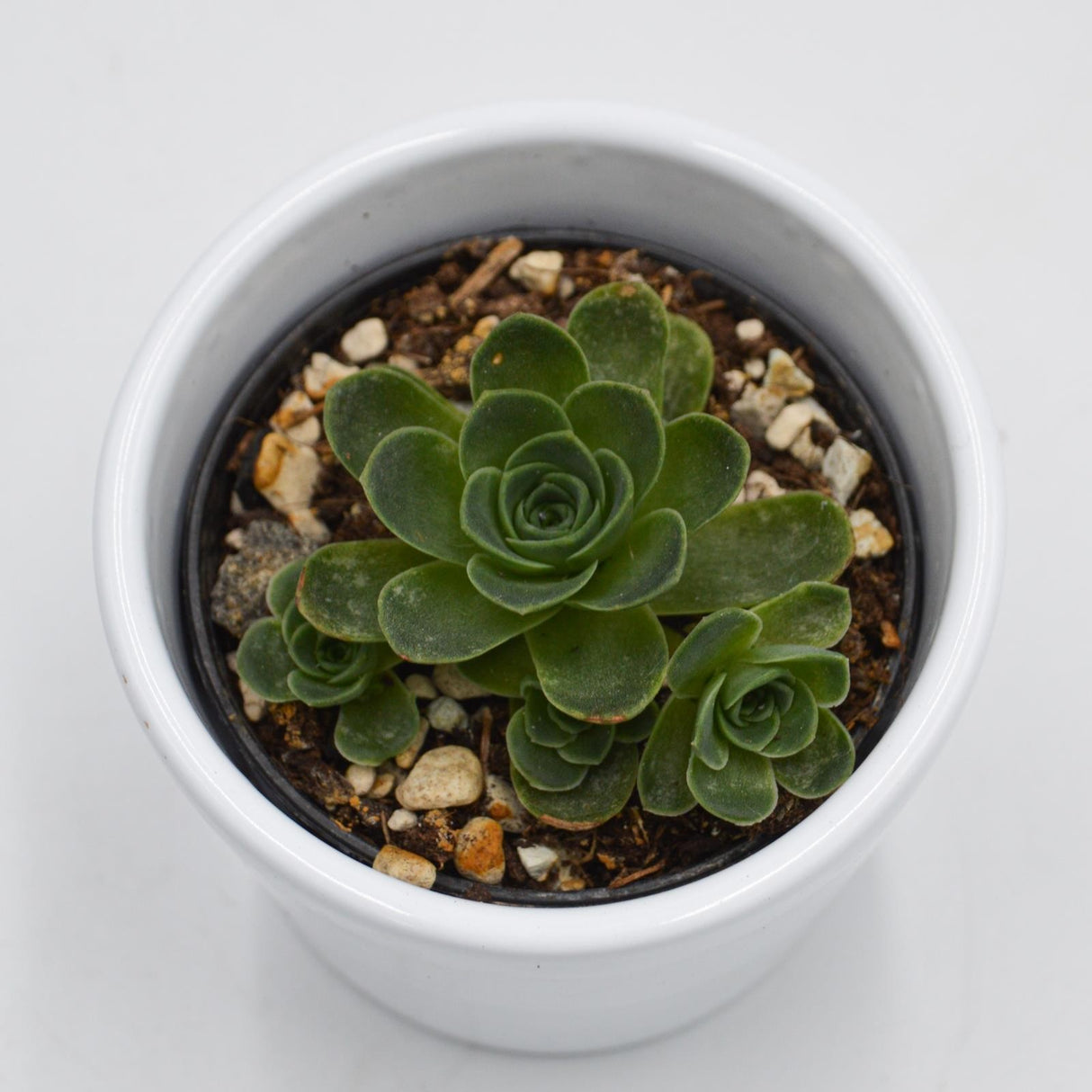 Greenovia - 6cm