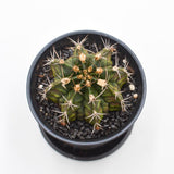 Gymnocalycium mihanovichii T-Rex - 8cm