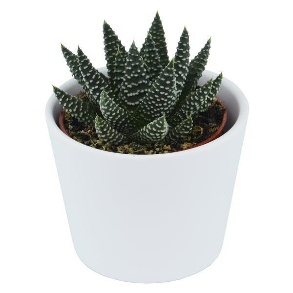 Hei Haworthia - 5er Sukkulenten-Mix