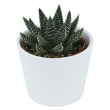 Hei Haworthia - 5er Sukkulenten-Mix