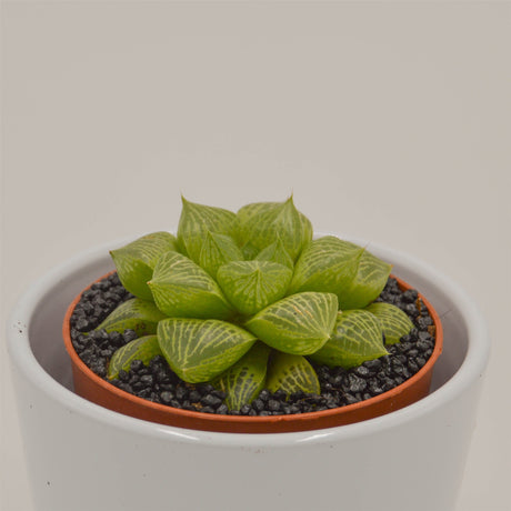 Haworthia comptoniana Hybride - 8,5cm