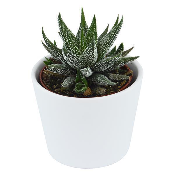 Hei Haworthia - 5er Sukkulenten-Mix
