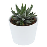 Hei Haworthia - 5er Sukkulenten-Mix