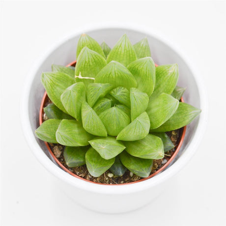 Haworthia cymbiformis - 8,5cm