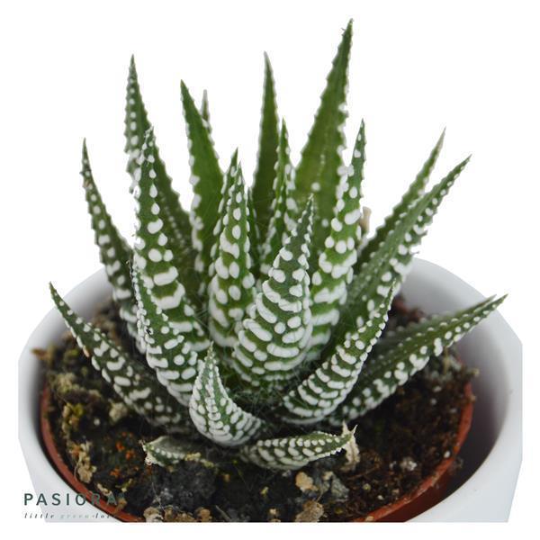 Hei Haworthia - 3er Sukkulenten-Mix