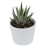 Hei Haworthia - 5er Sukkulenten-Mix