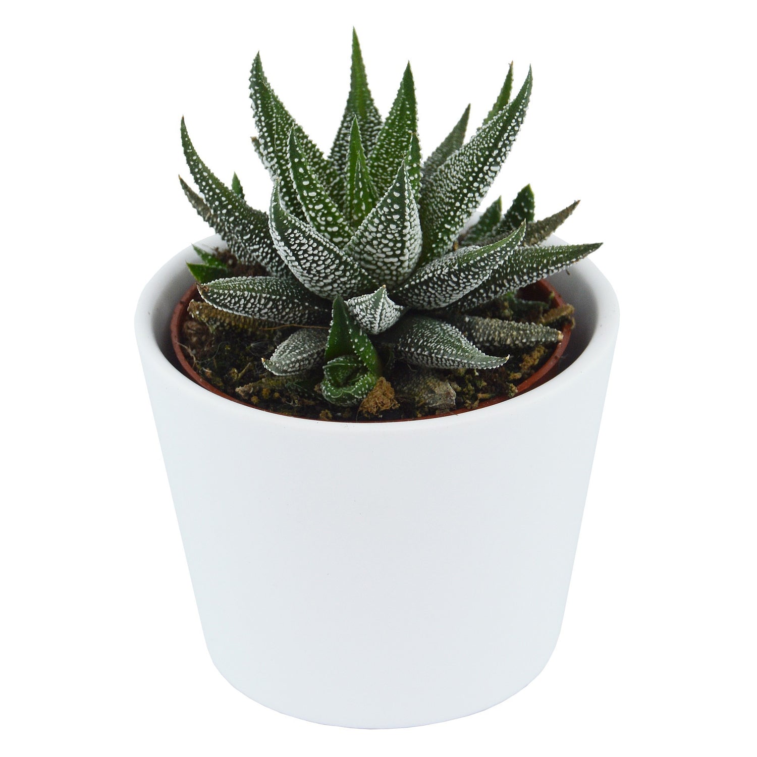 Haworthia fasciata Concolor - 6cm