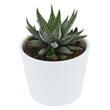Haworthia fasciata Concolor - 6cm