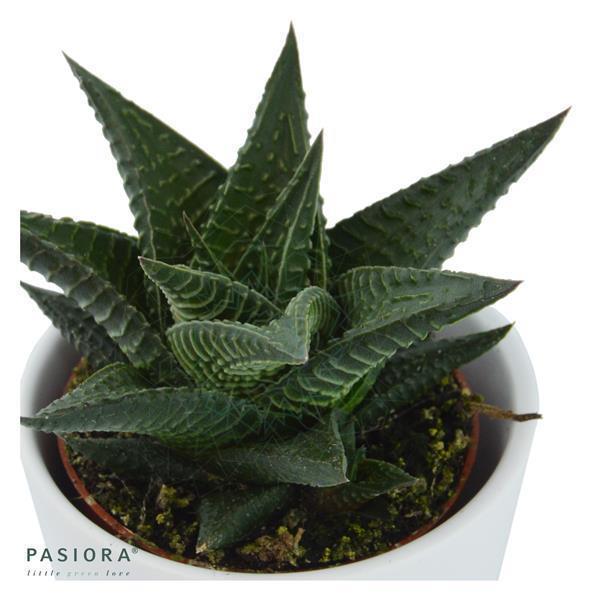 Hei Haworthia - 3er Sukkulenten-Mix