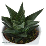 Hei Haworthia - 3er Sukkulenten-Mix