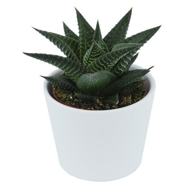Haworthia limifolia - 6cm